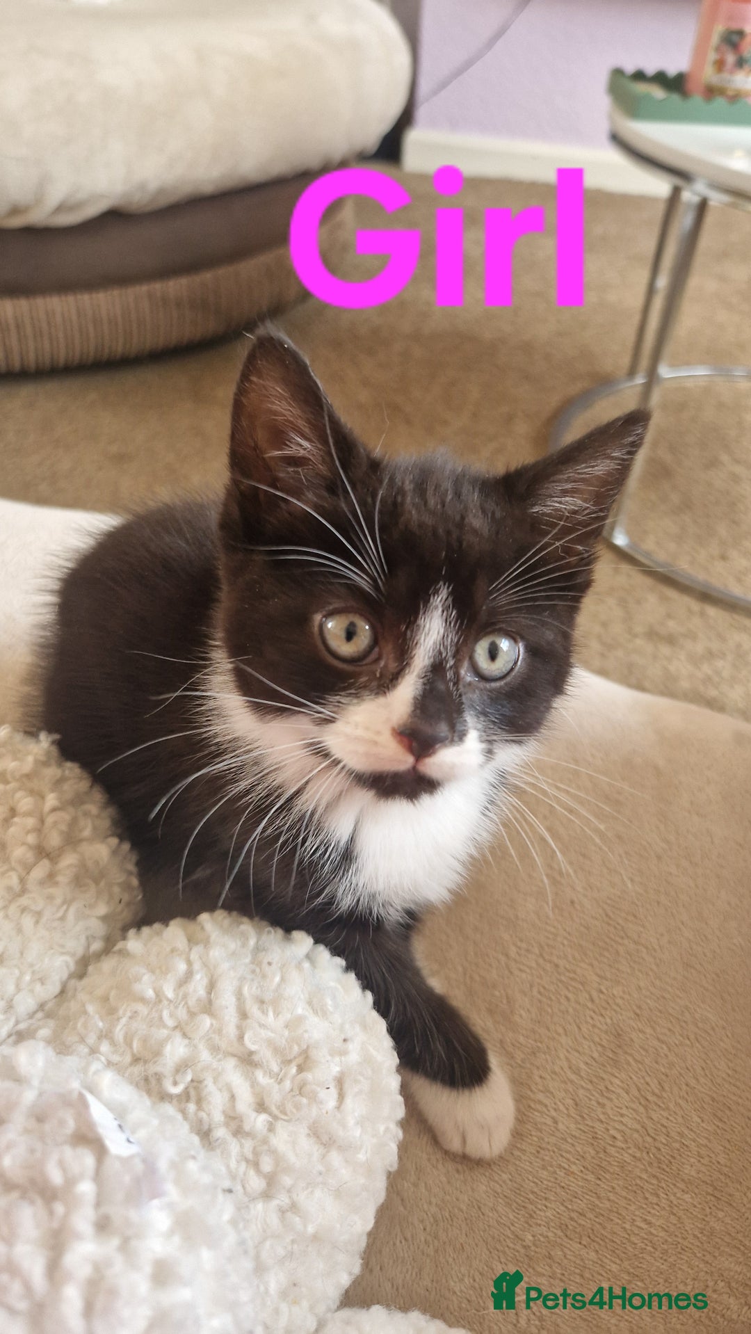 Mixed Breed cats for sale: 2 Beautiful Black & White Kittens - Image 2
