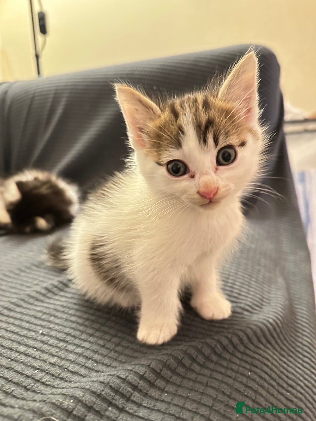 Domestic Shorthair cats for sale: short and long hair kittens ready to go - Image 13