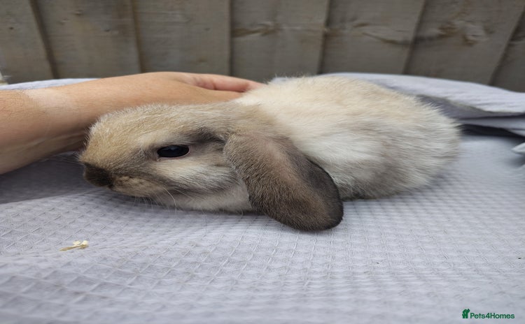 Mini Lop rabbits in Selby - Advert 16