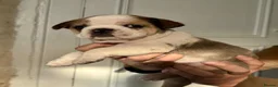 French Bulldog dogs for sale: Adorable Frenchies Looking For New Homes - Advert 6