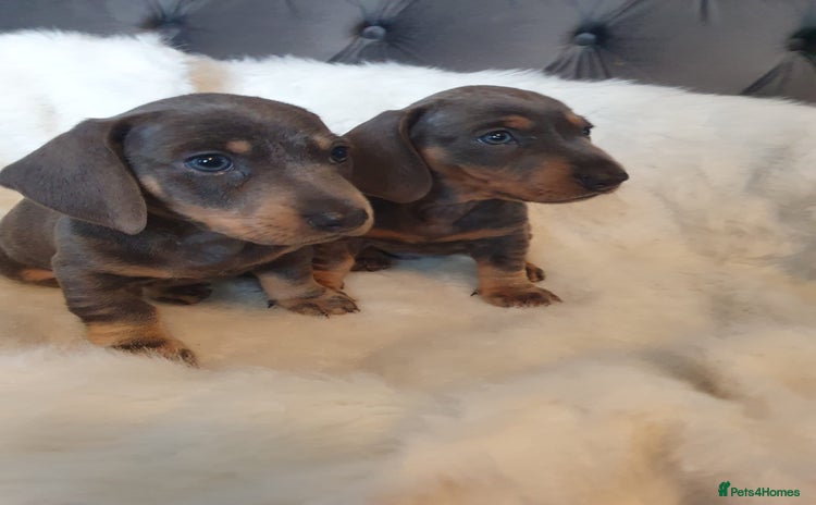 Dachshund dogs - Advert 12