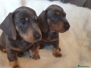 Dachshund dogs - Advert 7