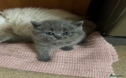 Scottish Fold cats for sale: Scottish fold kittens ready for reservation. - Image 14
