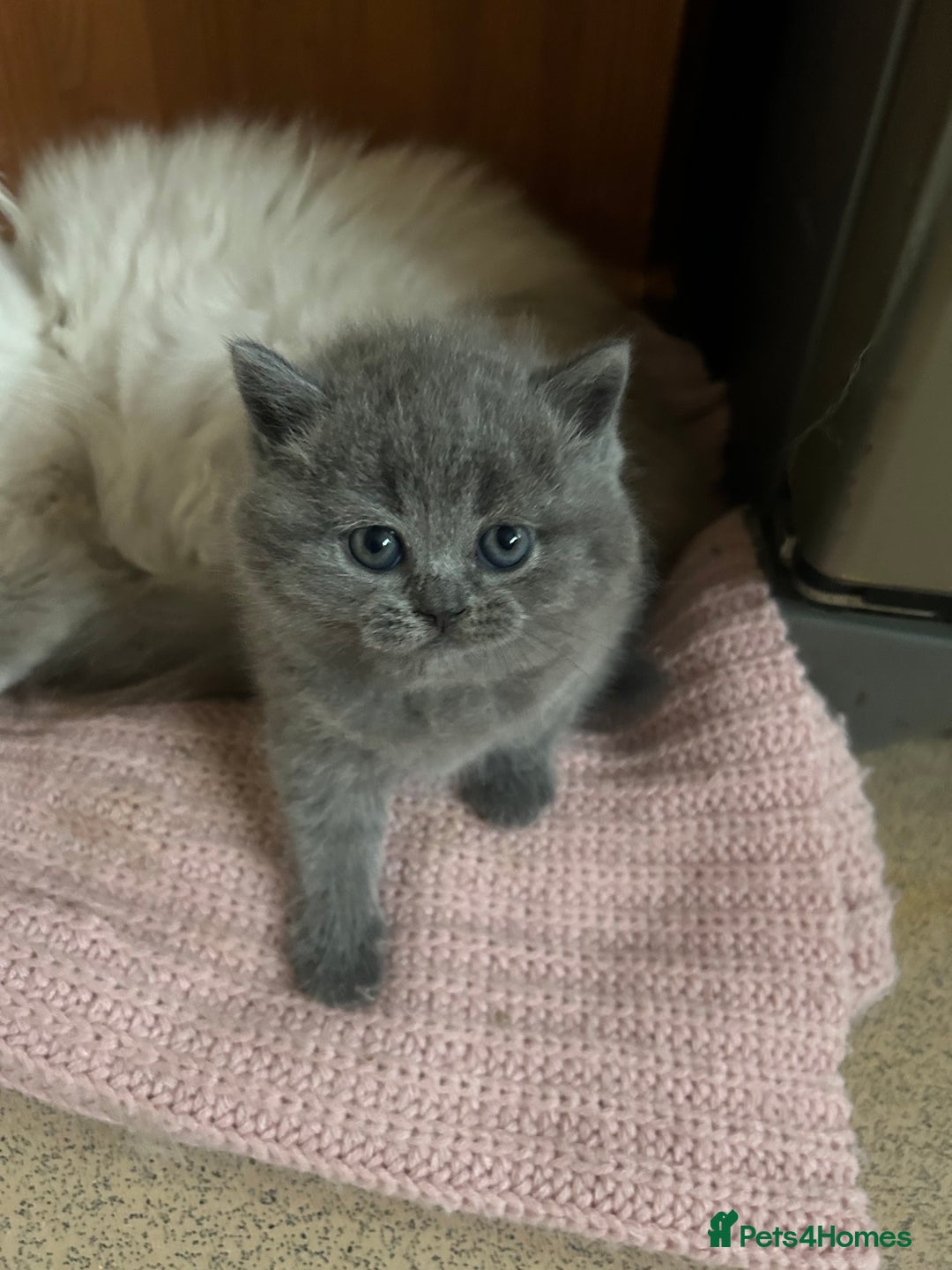 Scottish Fold cats for sale: Scottish fold kittens ready for reservation. - Image 14