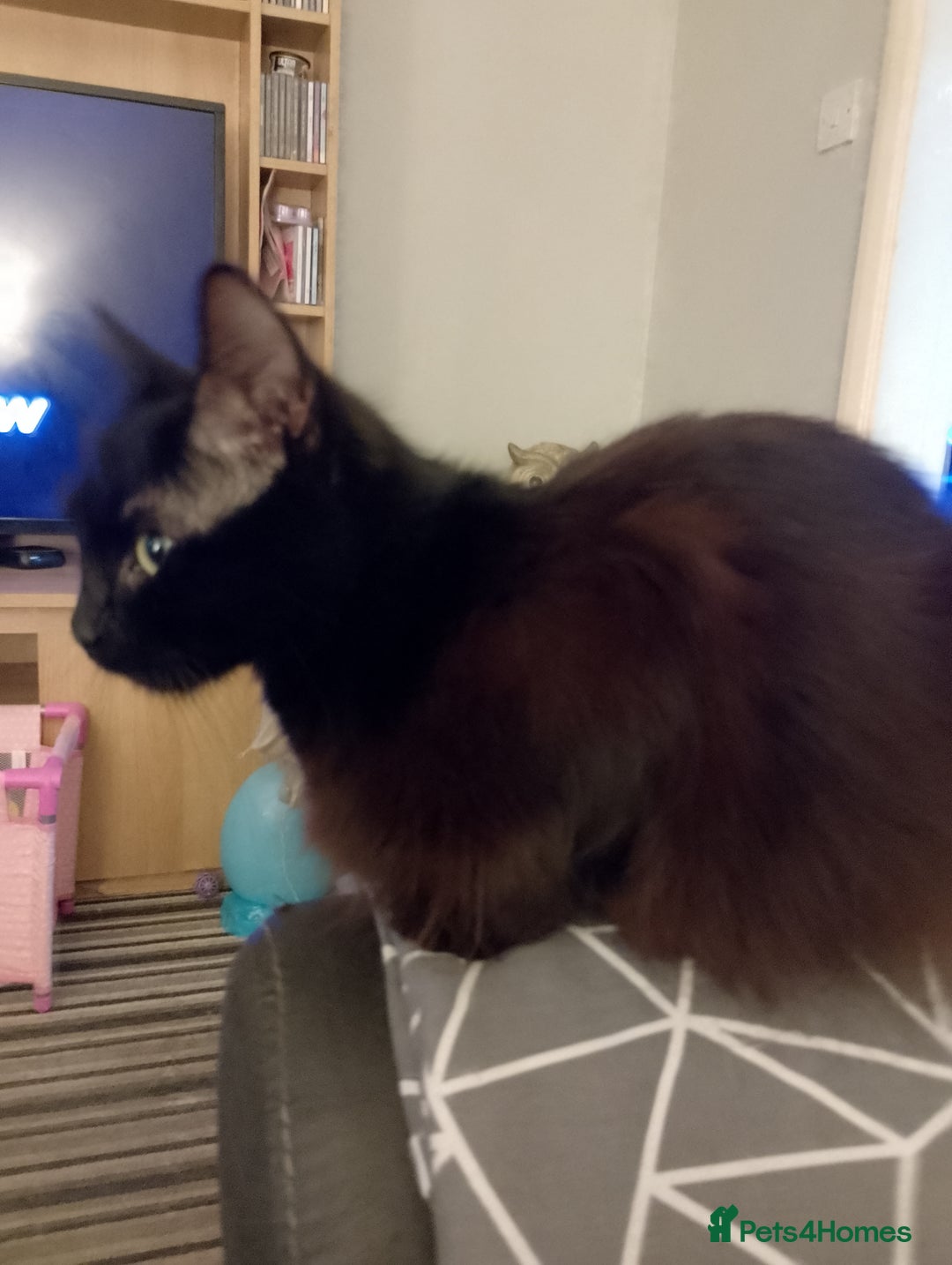 Mixed Breed cats for sale: Late Advertisment  - Advert 1