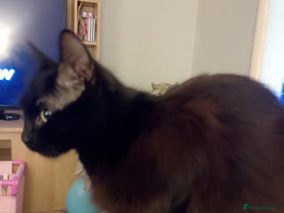 Mixed Breed cats Late Advertisment - Advert 5