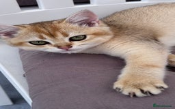 British Shorthair cats for sale: BSH GCCF Girl and Boy NY 12 GOLDEN BLACK SHEDDED  in Basildon - Image 9