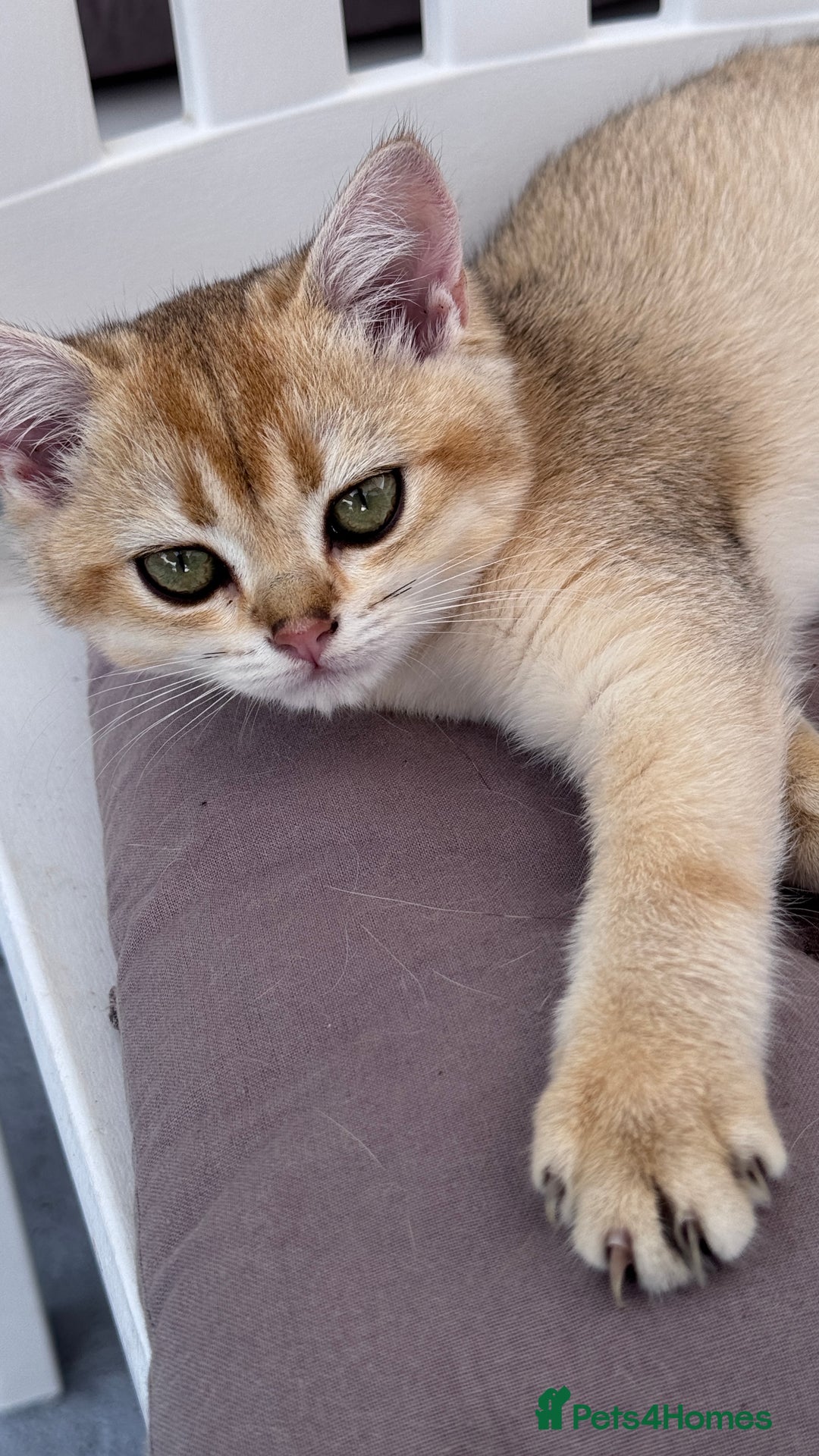 British Shorthair cats for sale: BSH GCCF Girl and Boy NY 12 GOLDEN BLACK SHEDDED  in Basildon - Image 9