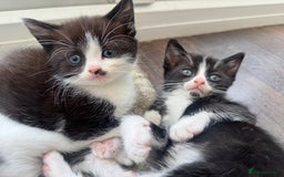 Domestic Shorthair cats for sale: 6 beautiful kittens - Image 1