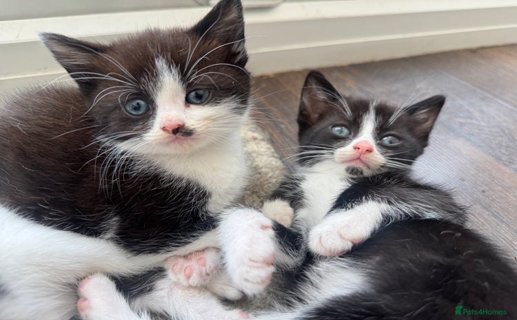 Domestic Shorthair cats - Advert 1
