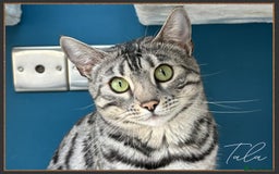 Bengal cats for sale: Silver Spotted Bengal Siblings Haja And Tala - Image 22