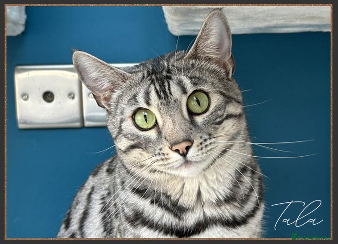Bengal cats for sale: Silver Spotted Bengal Siblings Haja And Tala - Image 22