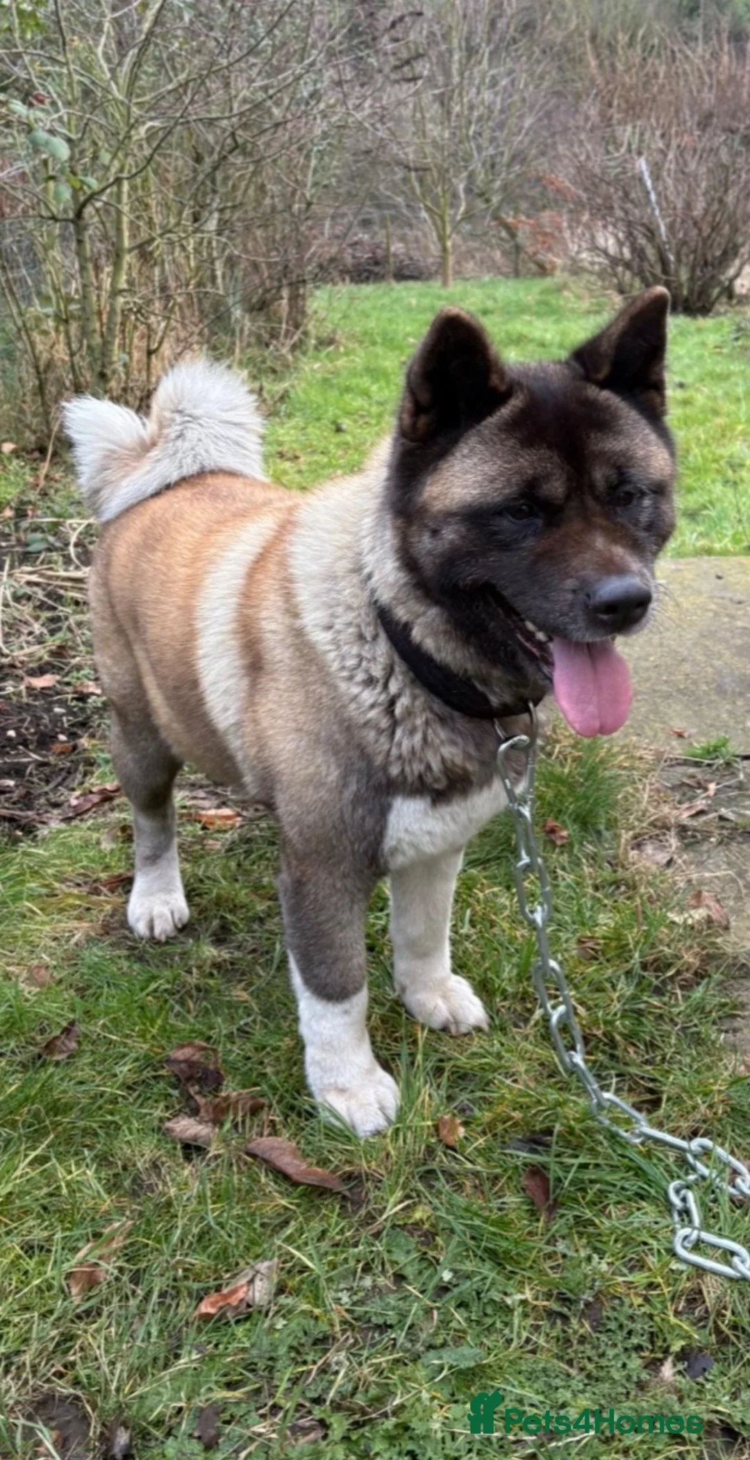 Akita dogs for sale: Beautiful female American Akita for sale . - Advert 2