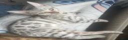 Bengal cats for sale: Beautiful female silver bengal - Advert 3