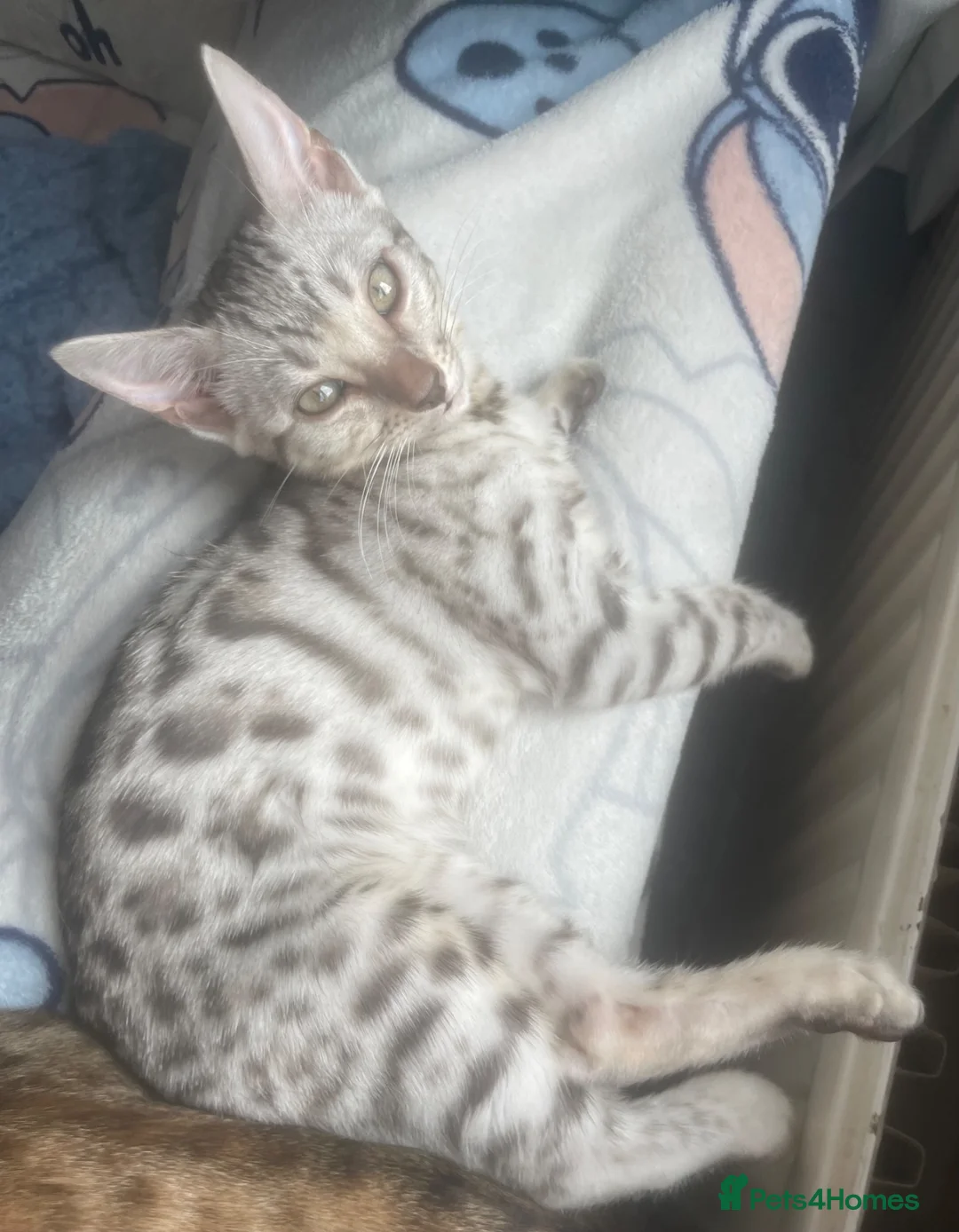 Bengal cats for sale: Beautiful female silver bengal - Advert 3