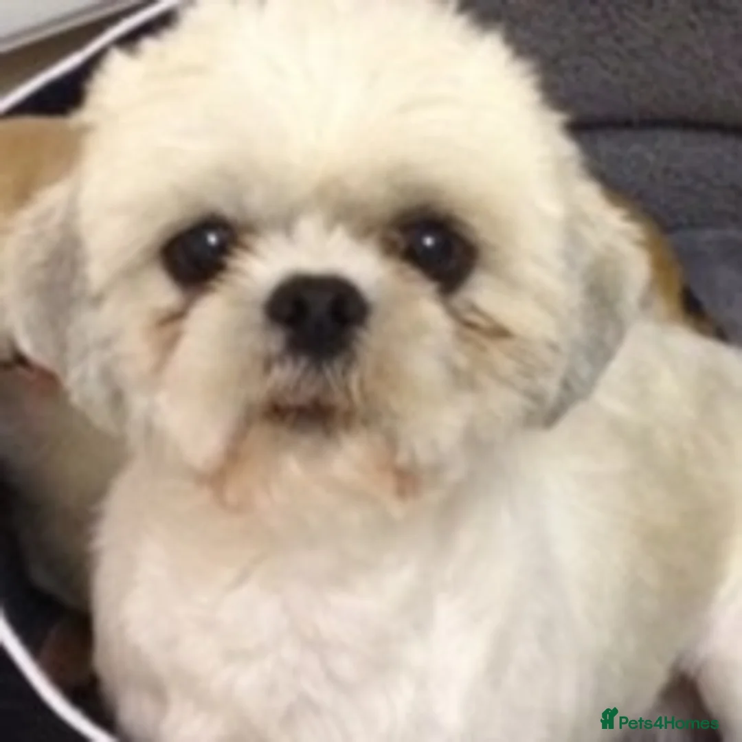 Shih Tzu dogs for stud: KC PROVEN  TINY SMALL CUTE BOY. in Mansfield - Advert 6