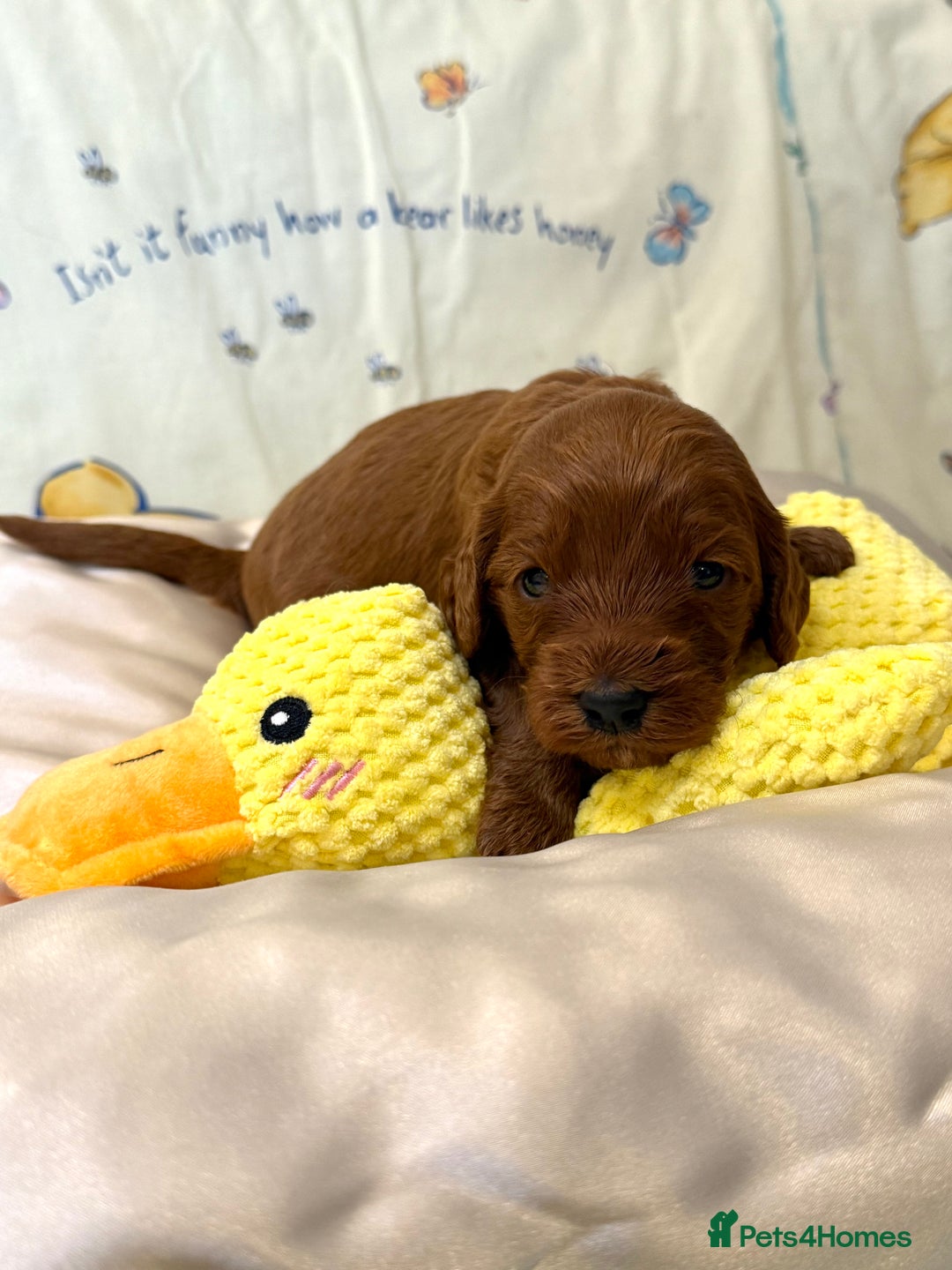 Cavapoo dogs for sale: 6 Cute Cavapoo puppies 6 - ready for homes in feb  - Advert 12