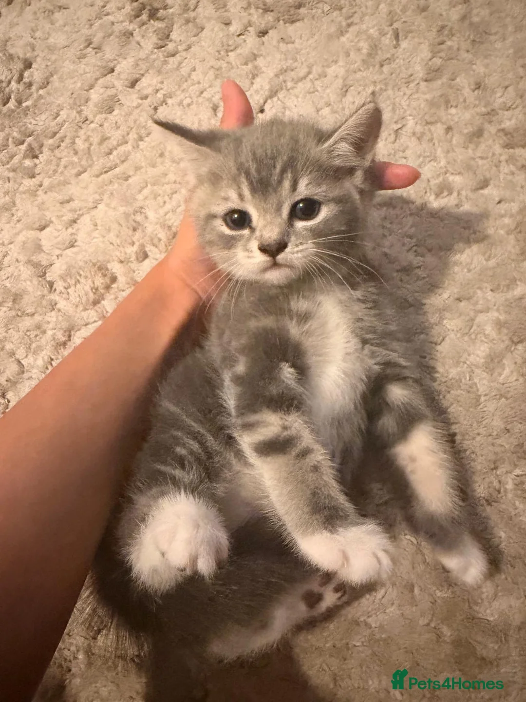 Mixed Breed cats for sale: Mixed British short hair x bengal kittens  - Advert 9