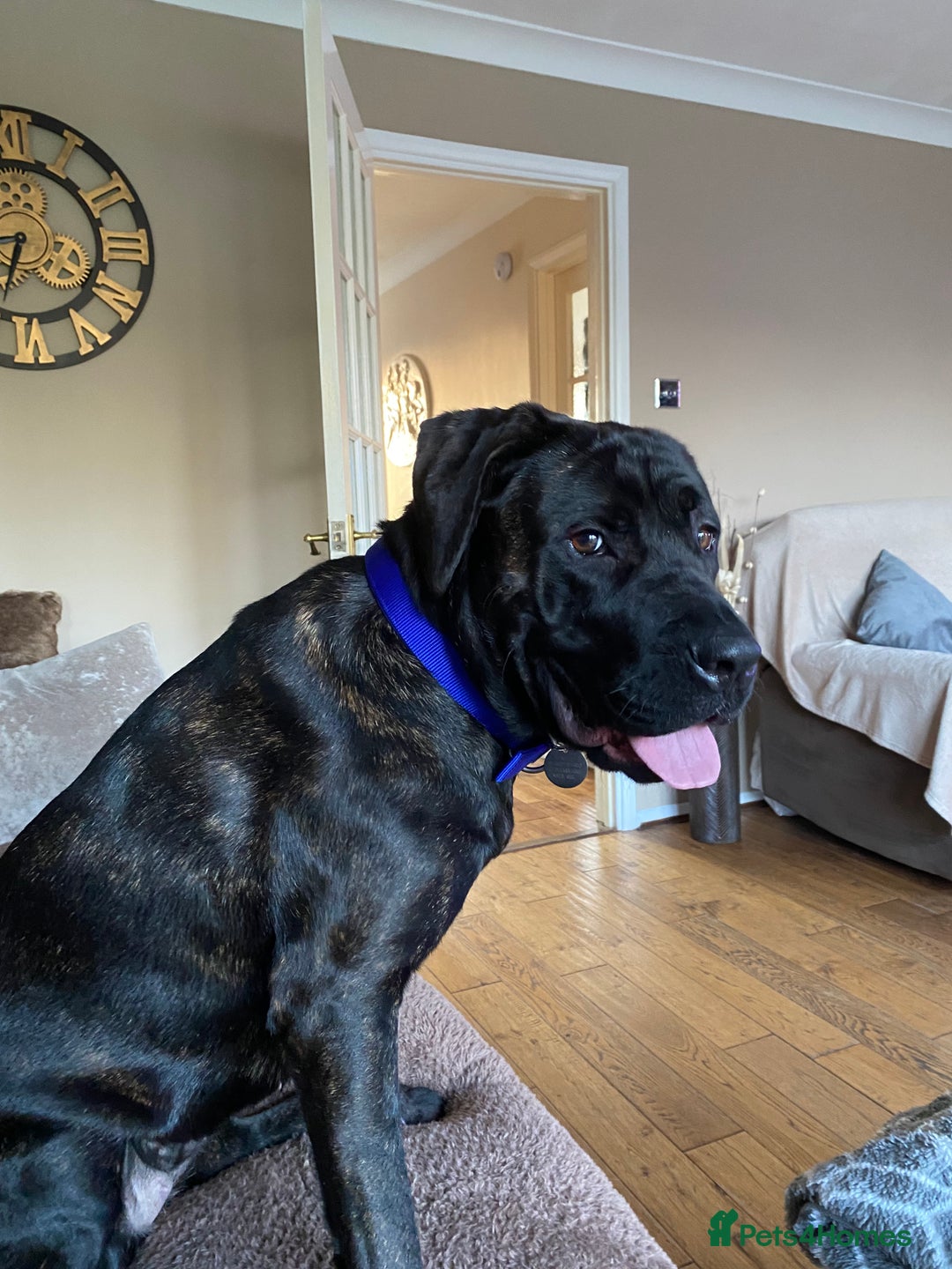 Mixed Breed dogs for sale: Hazel, Mastador, gorgeous friendly - Image 4