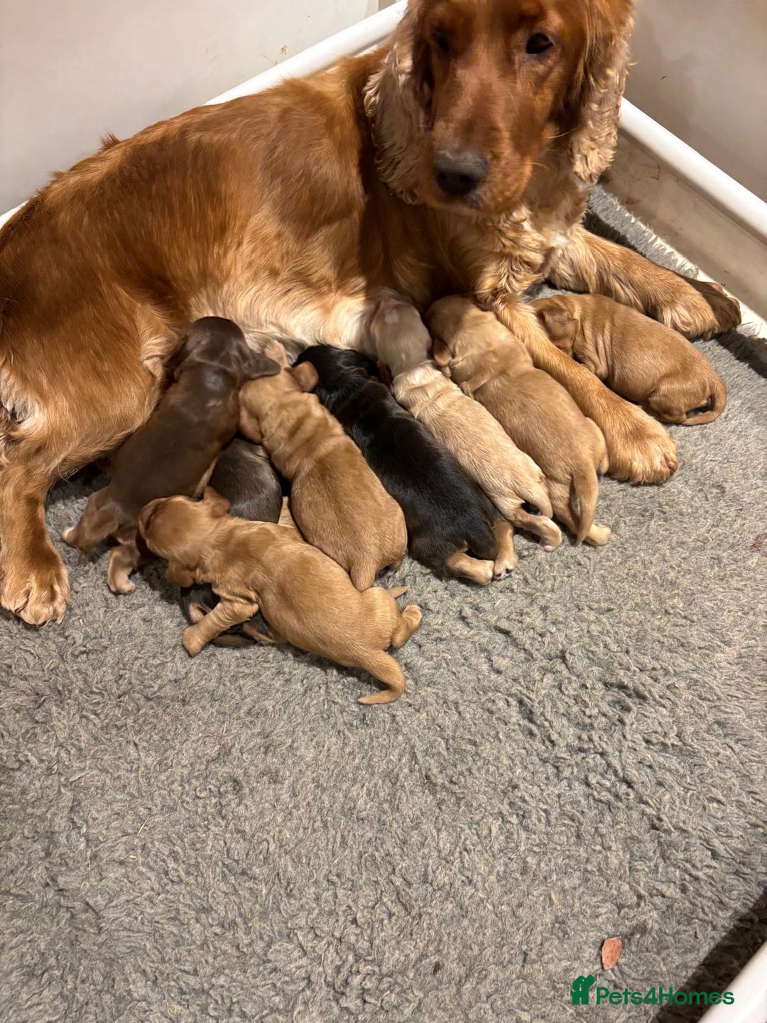 Cocker Spaniel dogs for sale: Stunning KC Cocker spaniels  - Advert 5