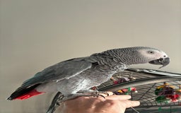 Parrots birds for sale: African Grey Parrot - Advert 2