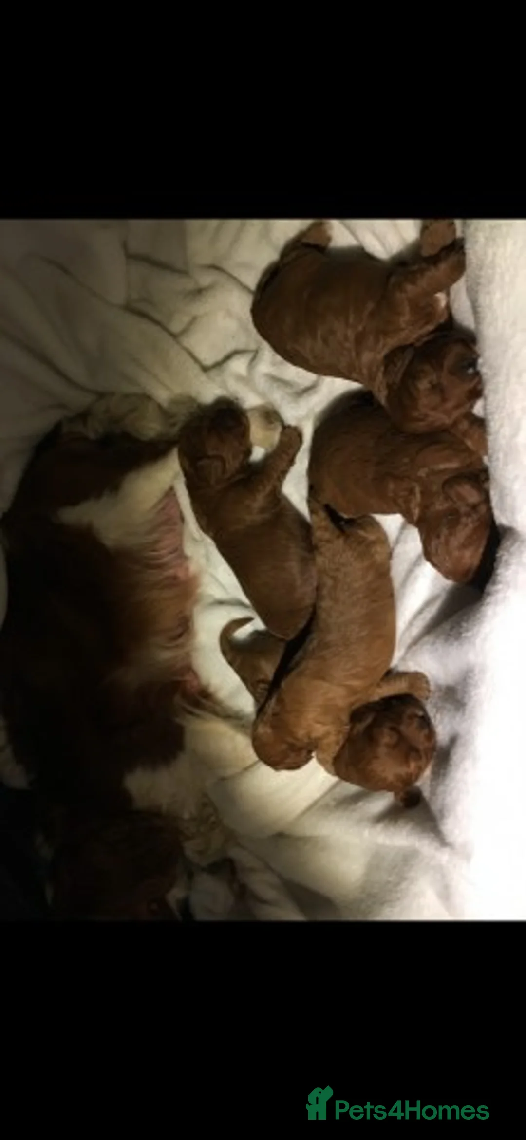 Poodle dogs for stud: Red Mini Poodle PRA Clear & Other DNA Clear in Mansfield - Advert 6