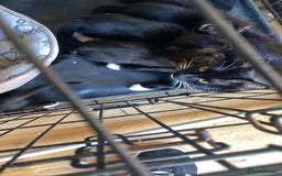 Mixed Breed cats for sale: Kittens  - Image 10