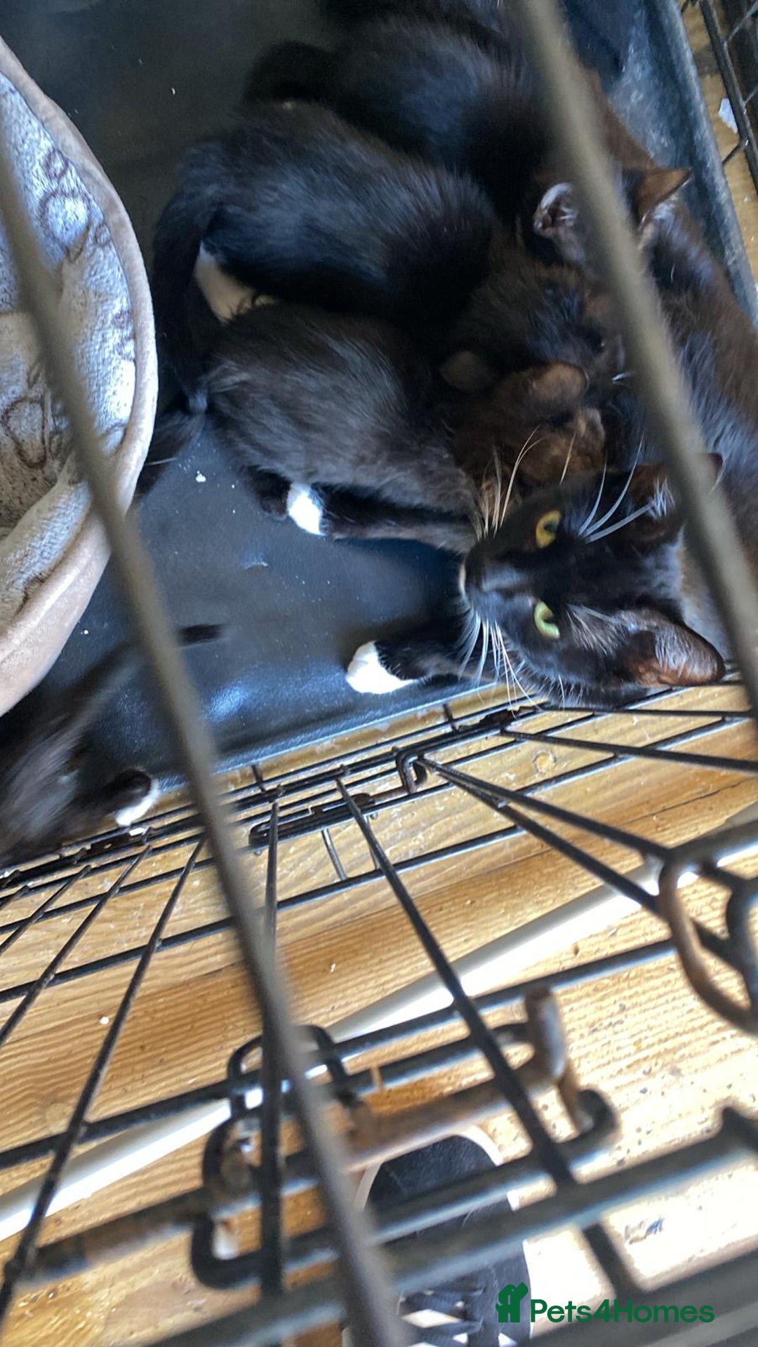 Mixed Breed cats for sale: Kittens  - Image 10