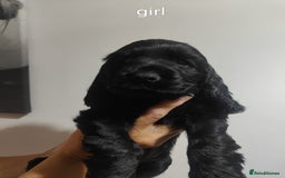 Cocker Spaniel dogs for sale: Gorgeous show type cocker spaniel puppies - Image 4