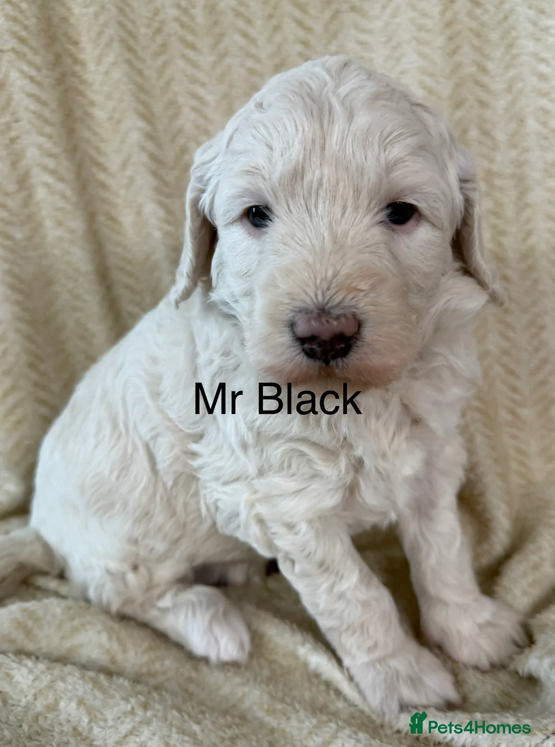 Goldendoodle dogs for sale: Fabulous Goldendoodle Puppies  - Advert 8