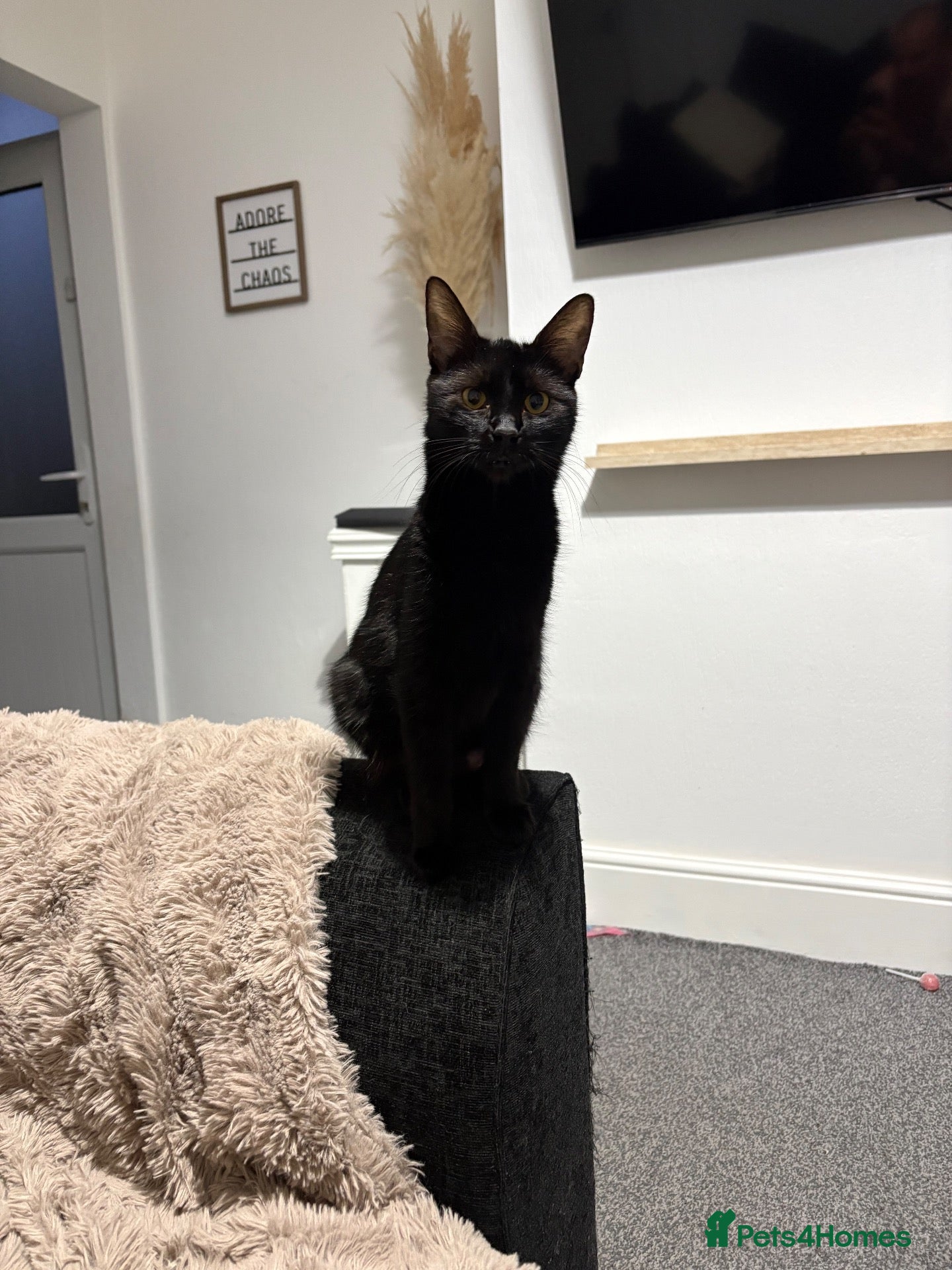 Mixed Breed cats for sale: FREE, rehoming  - Advert 5