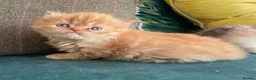 Bengal cats for sale: Ginger Bengal boy kittens ready to go  - Advert 5