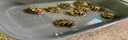 Tortoise reptiles for sale: Hermanns tortoise - Advert 7