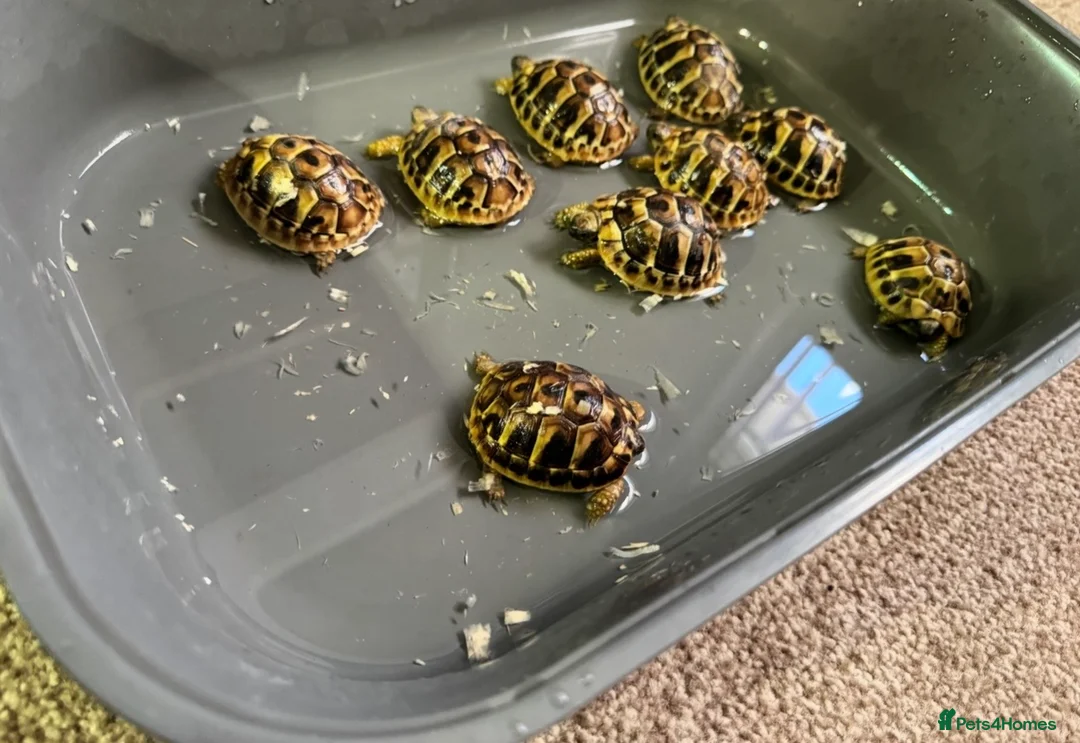 Tortoise reptiles for sale: Hermanns tortoise - Advert 7
