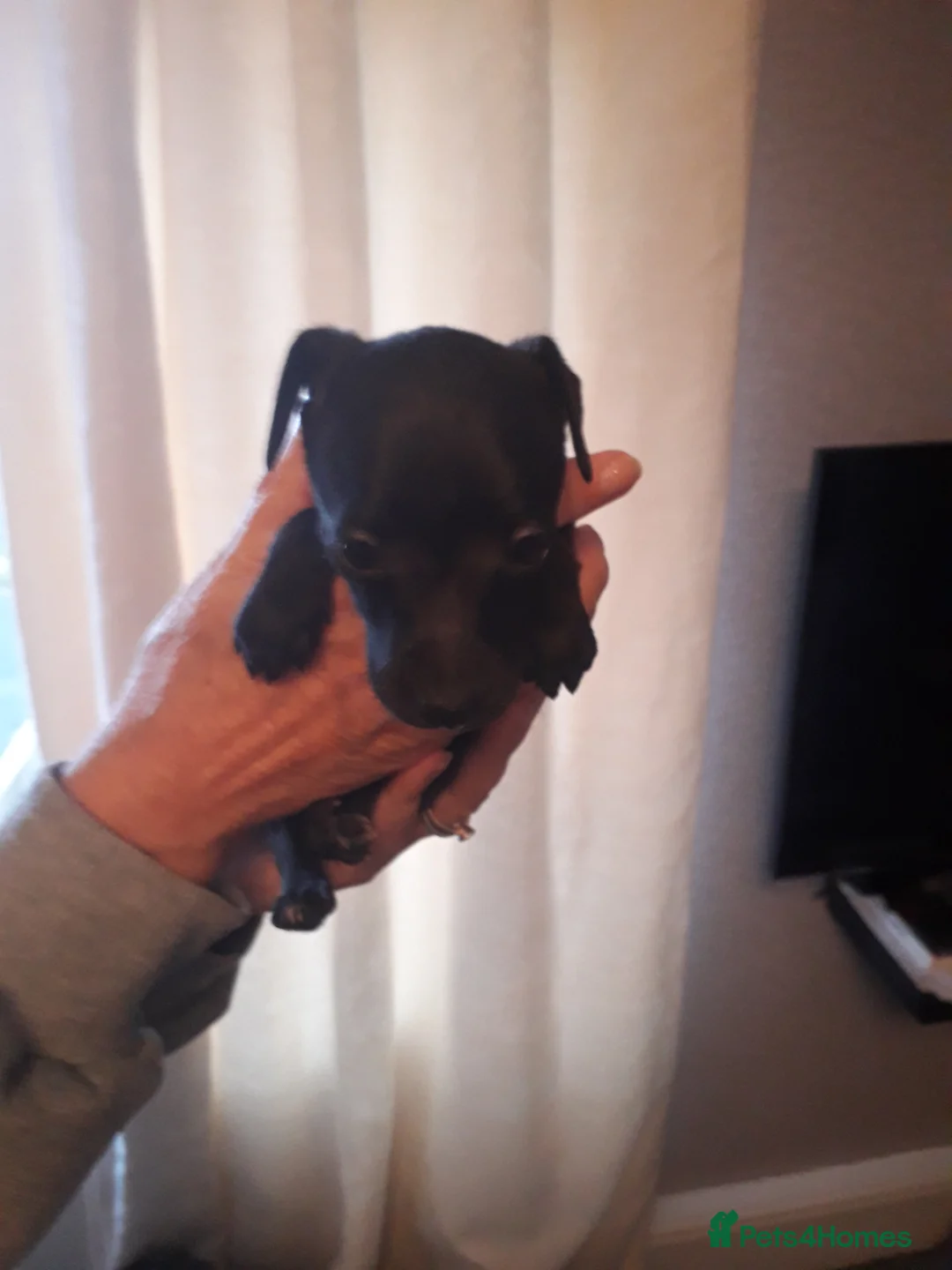 Italian Greyhound dogs for sale: Italian greyhound pups - Advert 2