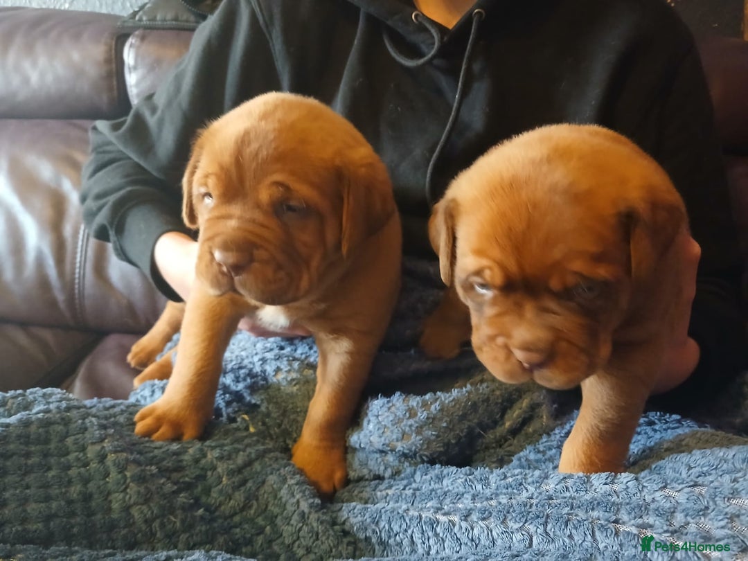 Dogue De Bordeaux dogs for sale: Dogue de Bordeaux pups - Advert 2