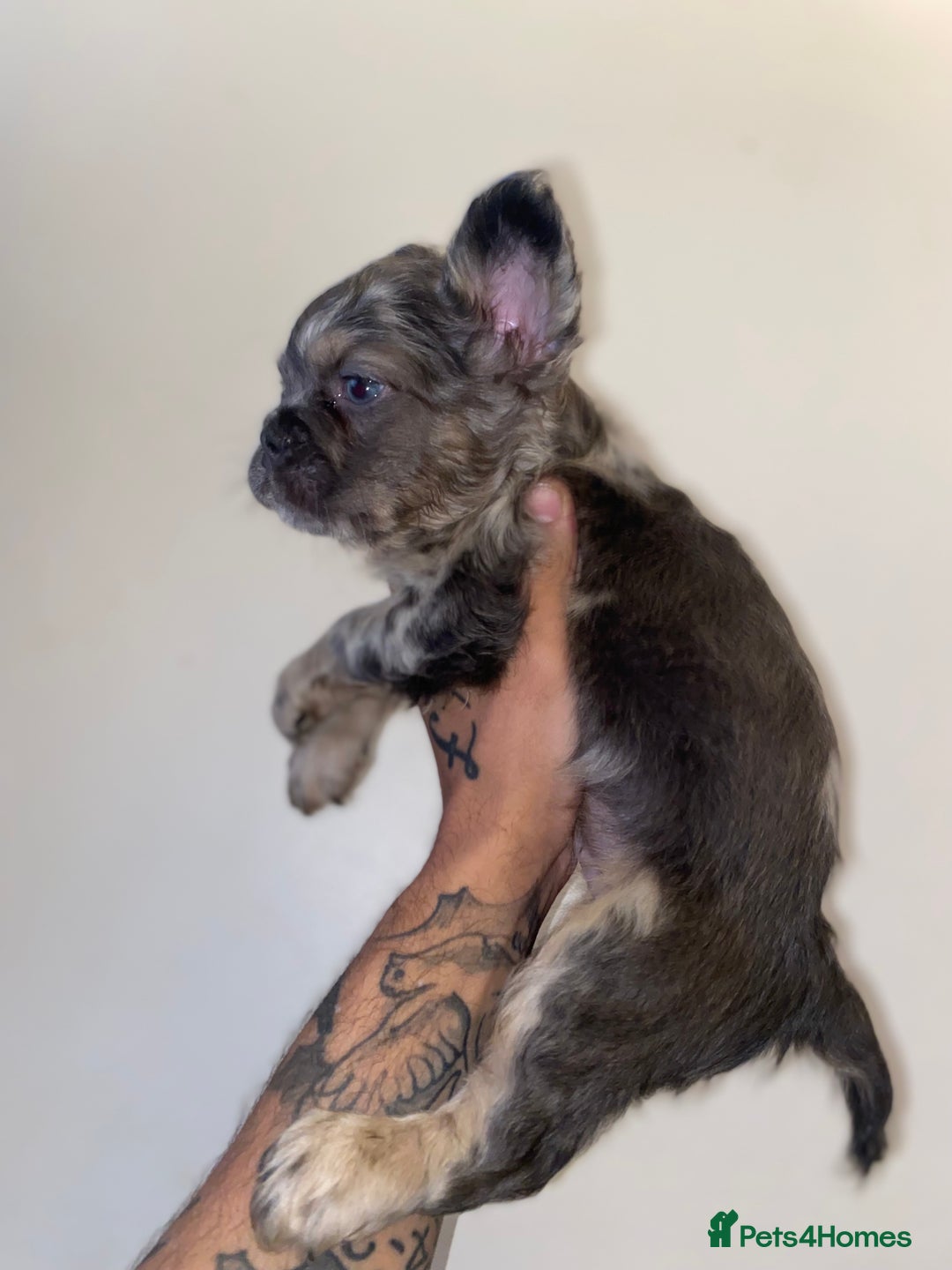 French Bulldog dogs for sale: High Quality Fluffy french bulldogs  - Image 6