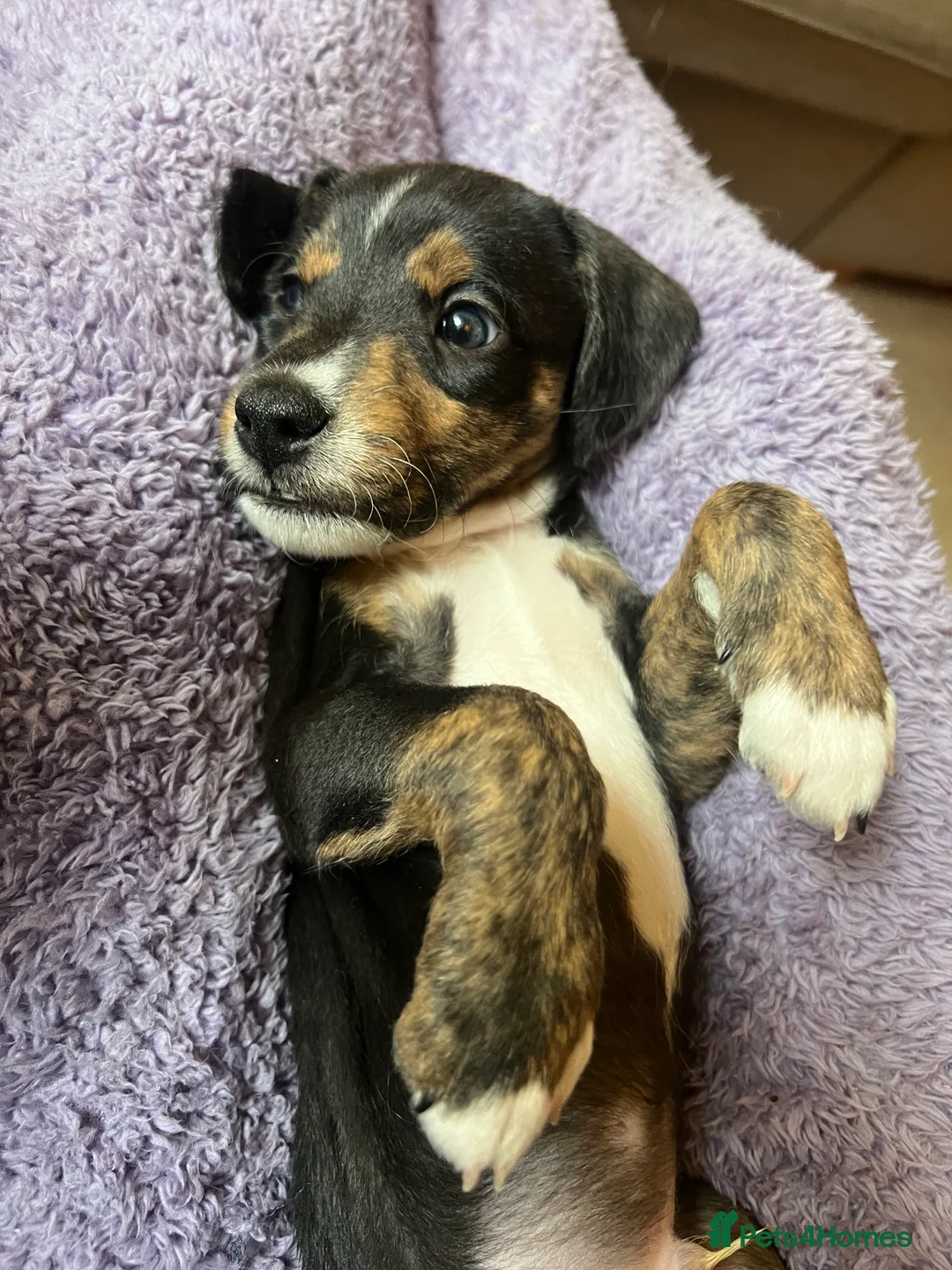 Mixed Breed dogs for sale: Bedlington Whippet pups - 2 boys and 2 girls left - Advert 9