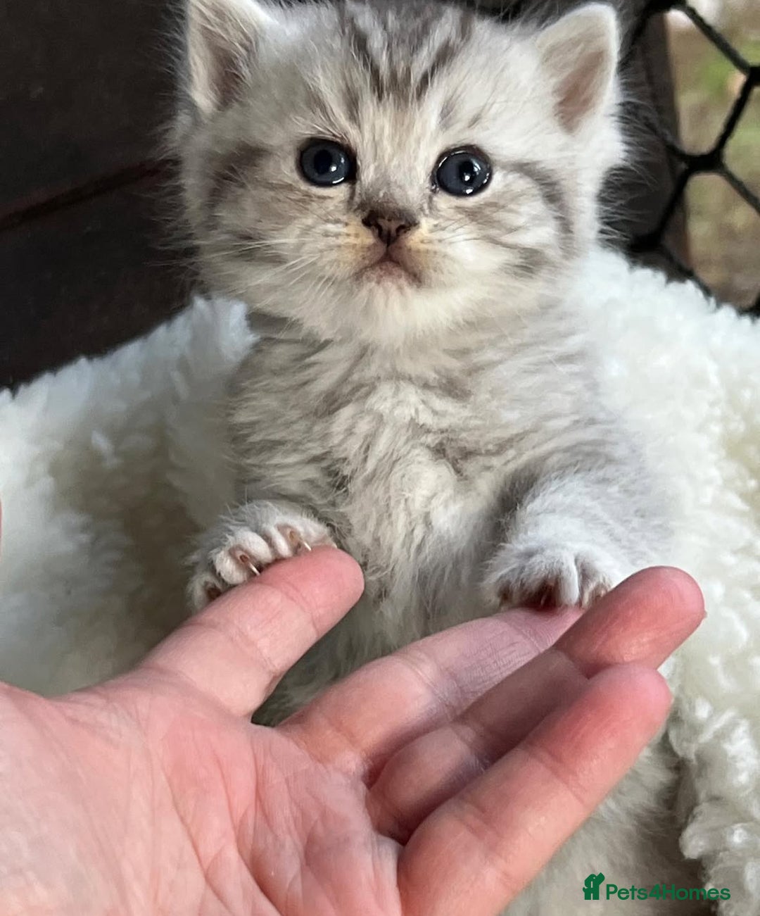 British Shorthair cats for sale: Beautiful silver spotted british shorthair kittens - Image 4
