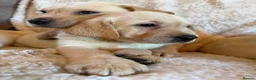 Labrador Retriever dogs for sale: ❤️💫 Superb, chunky, Golden Labrador puppies 💫❤️ in Stourbridge - Advert 8
