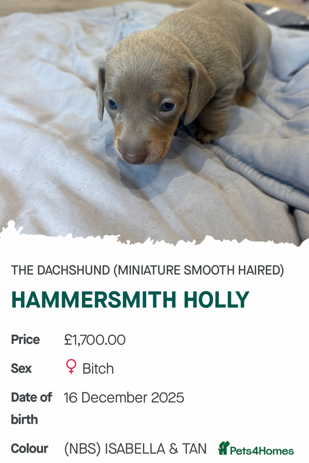 Miniature Dachshund dogs for sale: Kennel club registered miniature dachshunds  - Advert 3