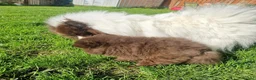 Pomeranian dogs for sale: Absolutely stunning Pomeranian pup - Advert 4