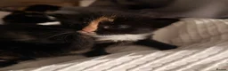 Mixed Breed cats for sale: Kittens for sale  - Advert 6