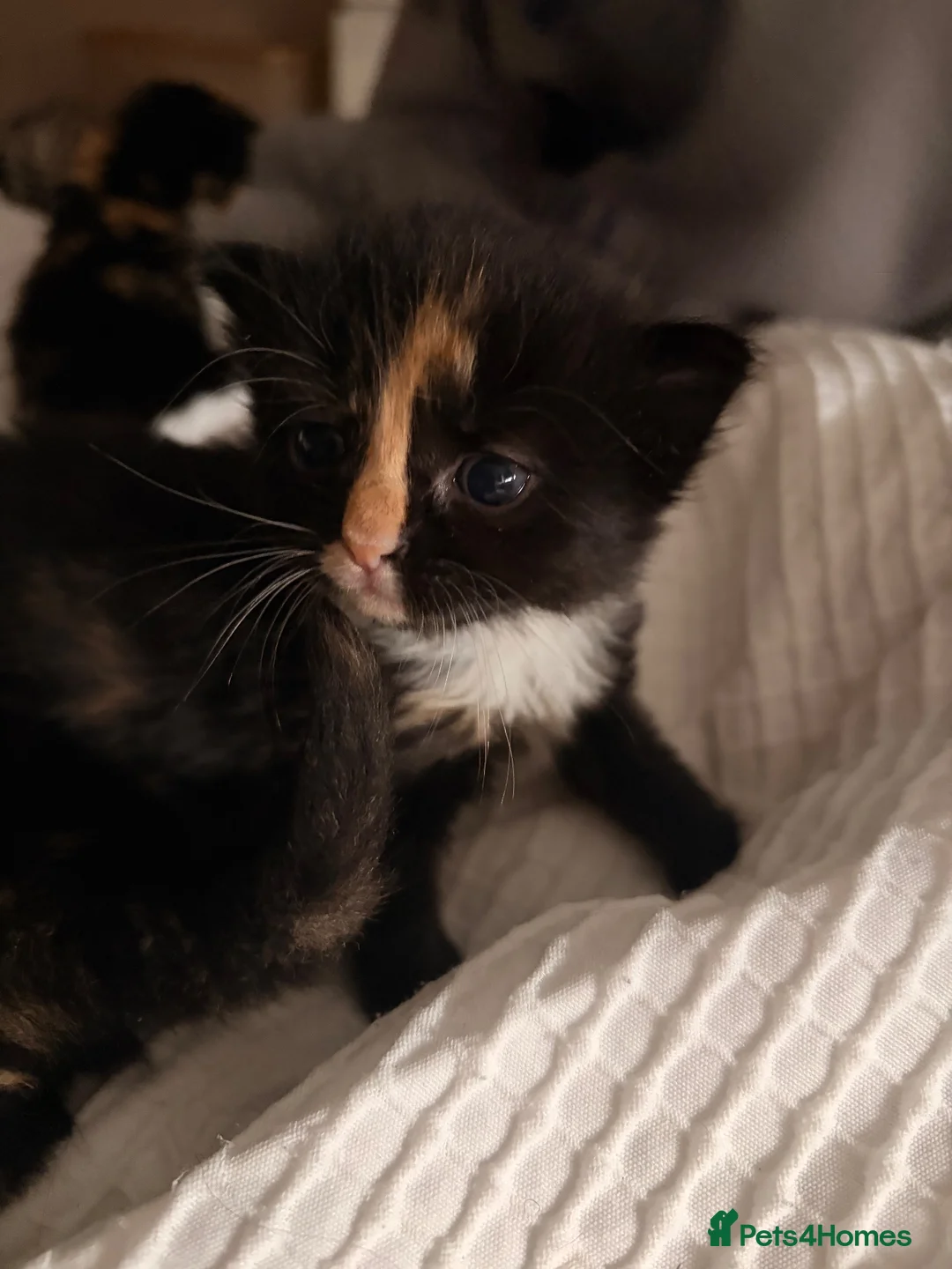 Mixed Breed cats for sale: Kittens for sale  - Advert 6