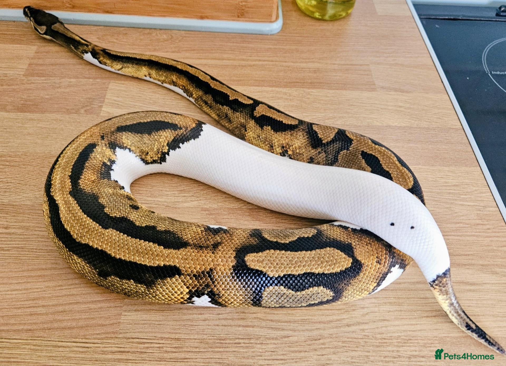 Python Snake reptiles FEMALE PIED 100% Het ALBINO 50% het CLOWN - Advert 1