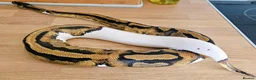 Python Snake reptiles for sale: FEMALE PIED 100% Het ALBINO 50% het CLOWN - Advert 1