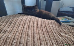 Mixed Breed cats for sale: 2 sweet kittens for sale - Advert 12