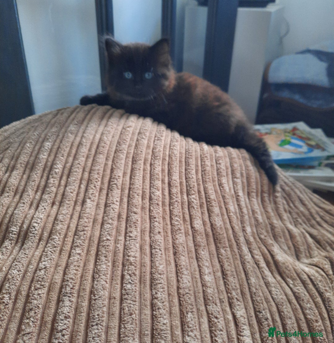 Mixed Breed cats for sale: 2 sweet kittens for sale - Advert 12