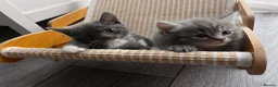 Mixed Breed cats for sale: British shorthair cross kittens in Stratford-upon-Avon - Advert 8