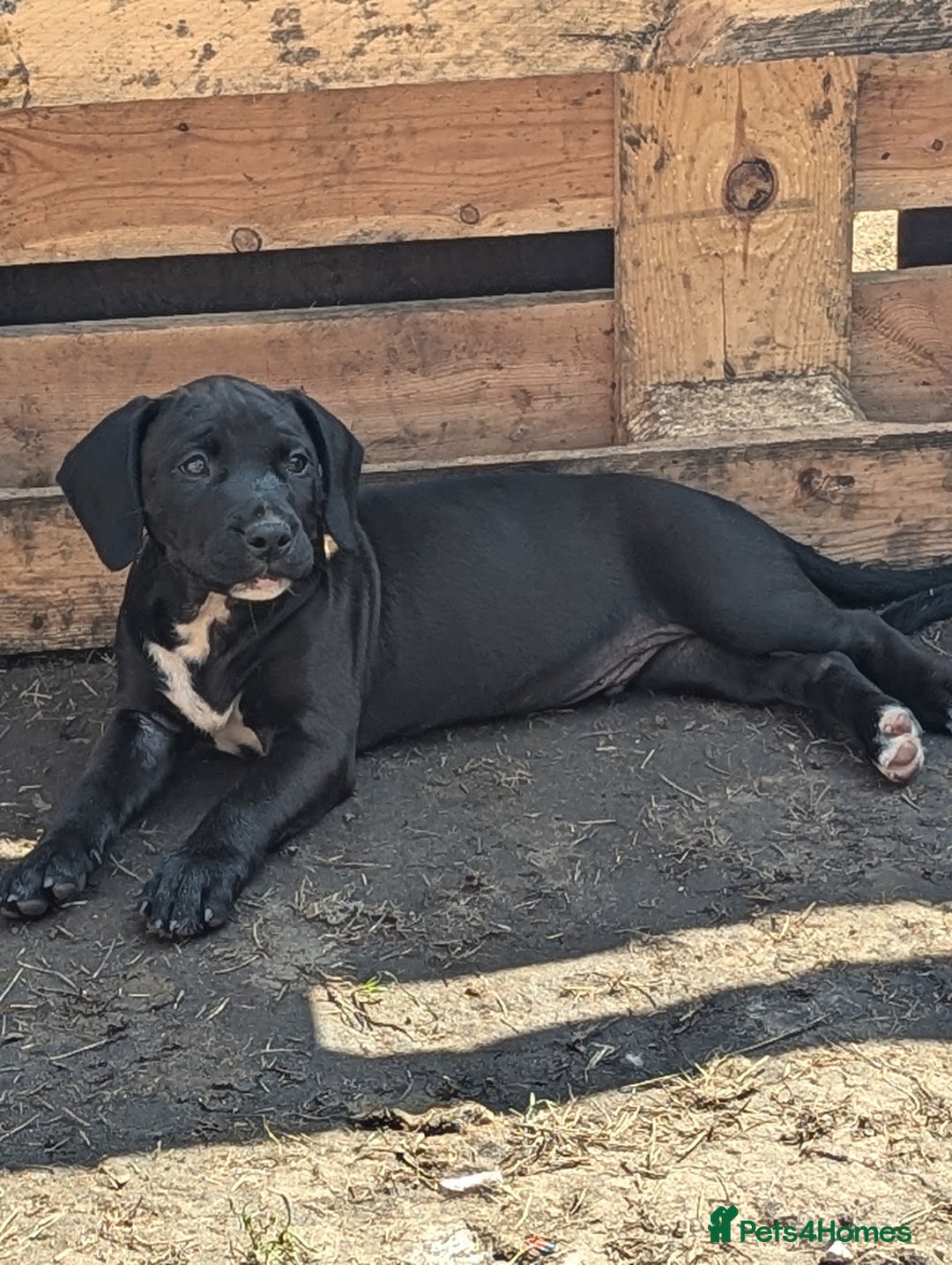 Mixed Breed dogs for sale: Lovely springer spaniel/Staffordshire bull terrier - Image 5